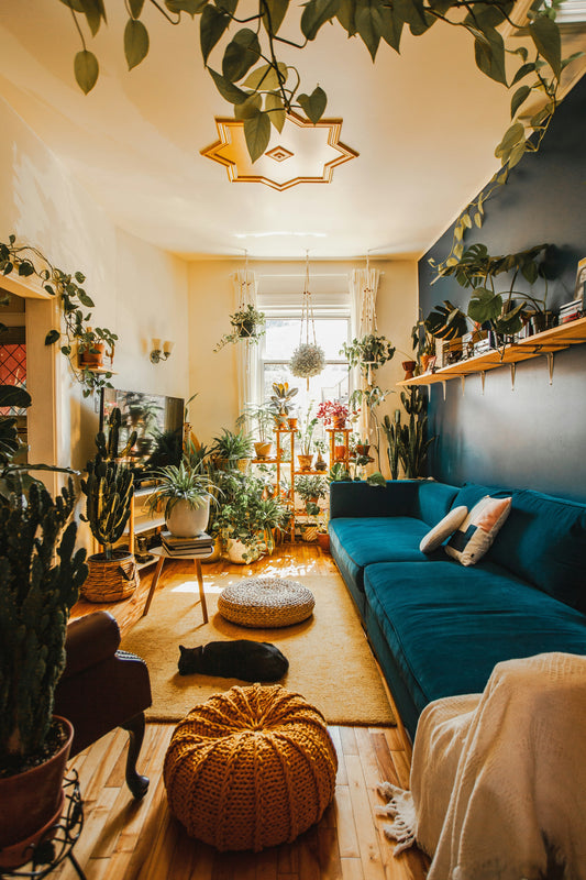 Marching into Green: Embracing Nature's Charm with Indoor Plants